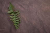 fern-leaf-fern-plant-green-leaf-1713775.jpg