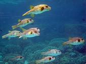 indonesia-underwater-coral-reef-1114080.jpg