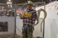 rattlesnake-handler-cowboy-roundup-754917.jpg