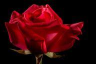 red-rose-rose-rose-bloom-blossom-334138.jpg