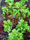 salad-leaves-lettuce-627202.jpg