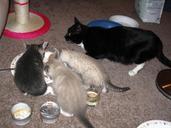 Three_kittens_and_mother_cat_eating_from_behind_2.jpg