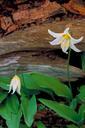 Glacier lily.jpg