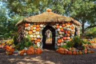 pumpkins-house-arboretum-dallas-918035.jpg