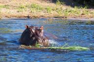 hippo-head-water-animal-animals-1532670.jpg