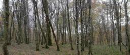 landscape-nature-wood-forest-trees-711394.jpg