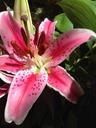 lily-stargazer-floral-color-garden-383433.jpg