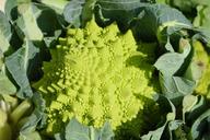 romanesco-vegetables-318157.jpg