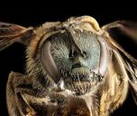 Lasioglossum_2,_f,_face,_Humboldt_Co._CA_2016-04-15-23.20.jpg