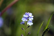 violet-flower-meadow-blossom-bloom-739596.jpg