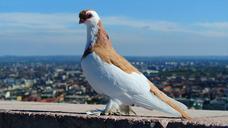 budapest-pigeon-portrait-85246.jpg