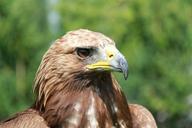 adler-raptor-bird-of-prey-bird-787089.jpg