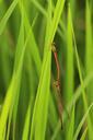 dragonfly-reproduction-mating-523685.jpg