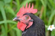 rooster-cock-chicken-bird-animal-454447.jpg