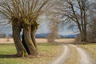 pasture-spring-tree-away-nature-1341710.jpg