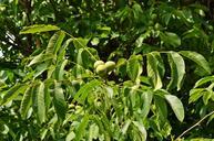 nuts-walnut-tree-fruit-seeds-849618.jpg