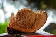 coconut-paradis-thailand-1075425.jpg