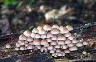 mushrooms-forest-nature-wood-1370068.jpg