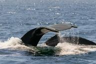 whale-ocean-monterey-california-630258.jpg