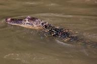 alligator-swamp-bayou-animal-169125.jpg