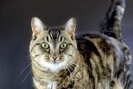 tabby-tabby-cat-cat-eyes-feline-219762.jpg