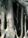 trunk-tree-old-tree-wood-nature-960850.jpg