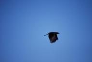 raven-bird-birds-black-crow-277028.jpg