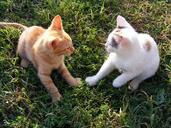 cats-funny-kittens-playing-animals-88516.jpg