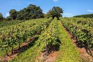 vines-wine-winegrowing-grapevine-928599.jpg