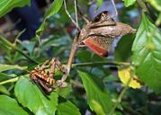 praying-mantis-paper-wasp-duel-1508457.jpg