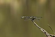 closeup-fly-park-green-autumn-1154743.jpg