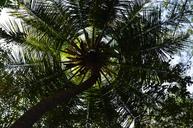 coconut-tree-palm-tree-palm-plant-249619.jpg