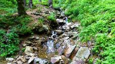 stream-forest-water-torrent-stones-514500.jpg