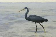 heron-bird-water-red-sea-animals-432684.jpg