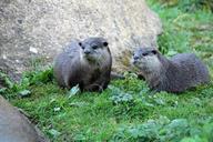 pair-of-otters-otter-mammal-pair-1582941.jpg