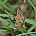 moth-hawaiian-beet-webworm-moth-1581853.jpg