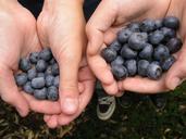 berries-blue-healthy-633526.jpg