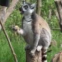 lemur-perched-meals-1348583.jpg