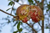 pomegranate-fruit-puglia-939884.jpg