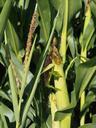 corn-plant-corn-on-the-cob-896658.jpg