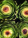 artichoke-food-plant-veggies-338082.jpg