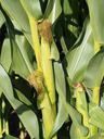 corn-plant-corn-on-the-cob-896665.jpg