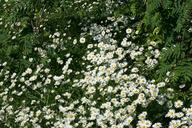 daisies-daisy-flowers-white-green-17101.jpg