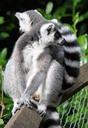 lemur-lemurs-ring-tailed-275964.jpg