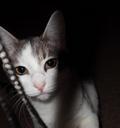 kitten-cat-white-cute-kittens-38315.jpg