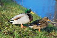 ducks-pair-of-ducks-water-couple-645083.jpg