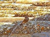 robin-roof-texas-1003473.jpg