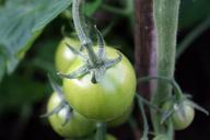 tomatoes-green-vegetable-not-ripe-498641.jpg