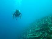 diving-maldives-sea-ocean-261583.jpg