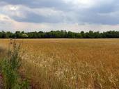 summer-field-cereals-cornfield-372905.jpg